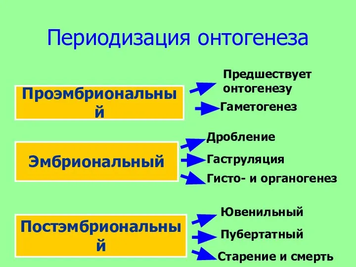 Периодизация онтогенеза Проэмбриональный Эмбриональный Постэмбриональный Гаметогенез Гаструляция Гисто- и органогенез Ювенильный Пубертатный