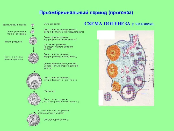 Проэмбриональный период (прогенез)