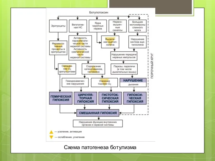 Схема патогенеза ботулизма