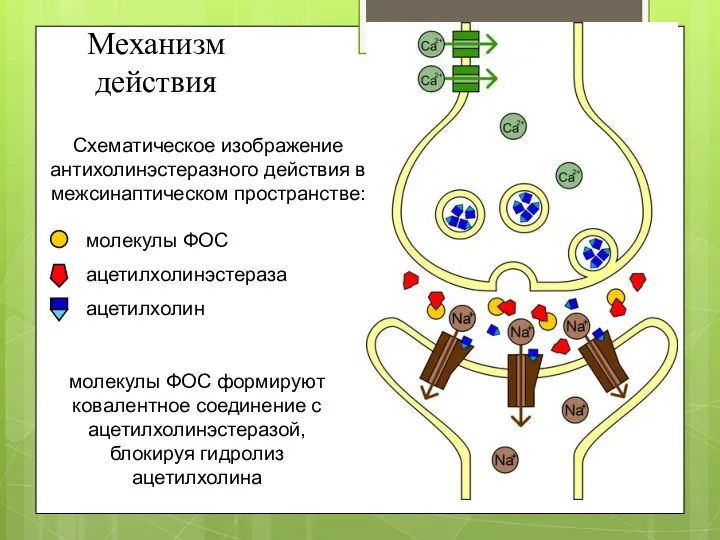 молекулы ФОС формируют ковалентное соединение с ацетилхолинэстеразой, блокируя гидролиз ацетилхолина Схематическое изображение