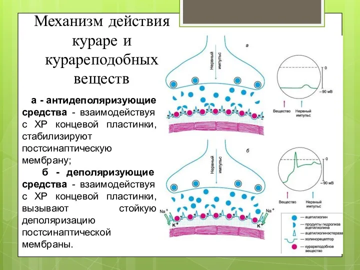 а - антидеполяризующие средства - взаимодействуя с ХР концевой пластинки, стабилизируют постсинаптическую