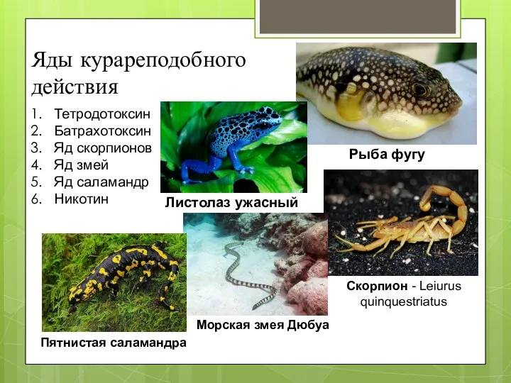 Яды курареподобного действия Тетродотоксин Батрахотоксин Яд скорпионов Яд змей Яд саламандр Никотин