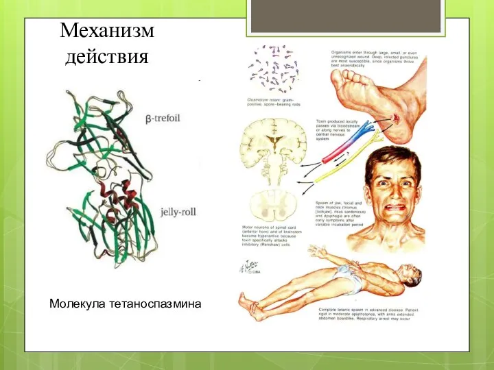 Механизм действия Молекула тетаноспазмина