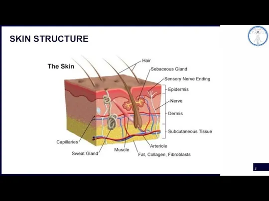 SKIN STRUCTURE