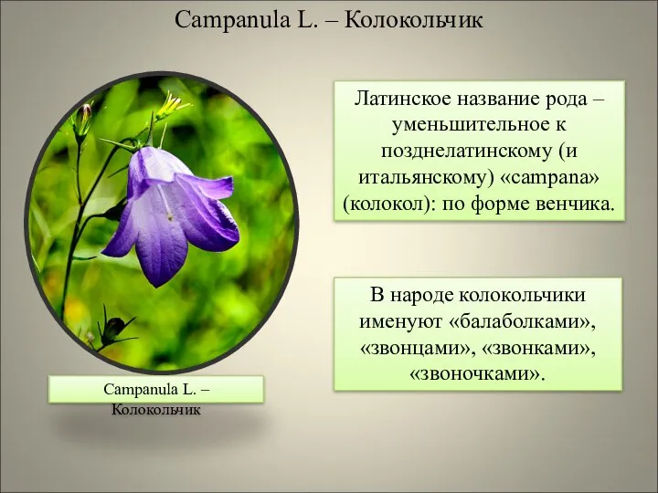 Campаnula L. – Колокольчик Campаnula L. – Колокольчик Латинское название рода –