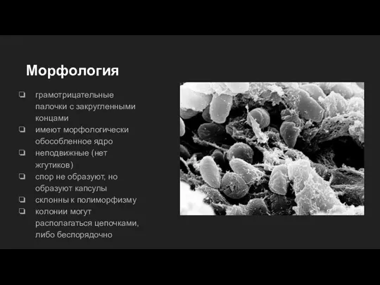 Морфология грамотрицательные палочки с закругленными концами имеют морфологически обособленное ядро неподвижные (нет