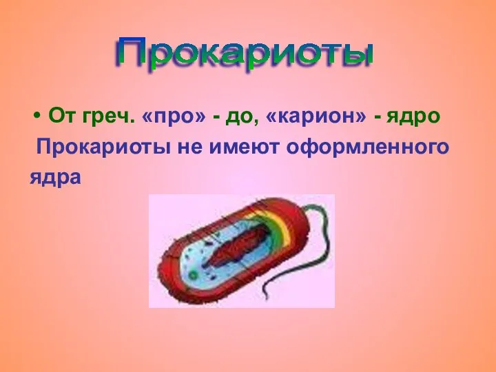 От греч. «про» - до, «карион» - ядро Прокариоты не имеют оформленного ядра Прокариоты