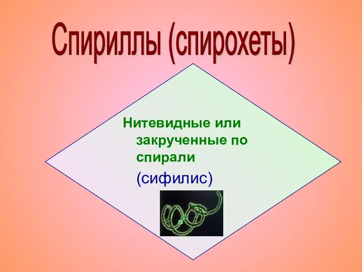 Нитевидные или закрученные по спирали (сифилис) Спириллы (спирохеты)