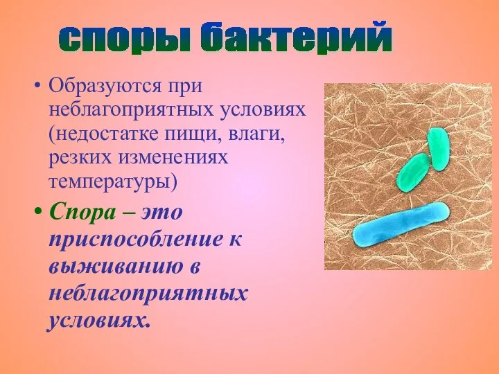 Образуются при неблагоприятных условиях (недостатке пищи, влаги, резких изменениях температуры) Спора –