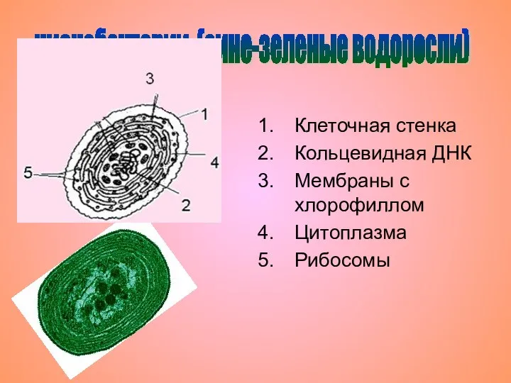 Клеточная стенка Кольцевидная ДНК Мембраны с хлорофиллом Цитоплазма Рибосомы цианобактерии (сине-зеленые водоросли)