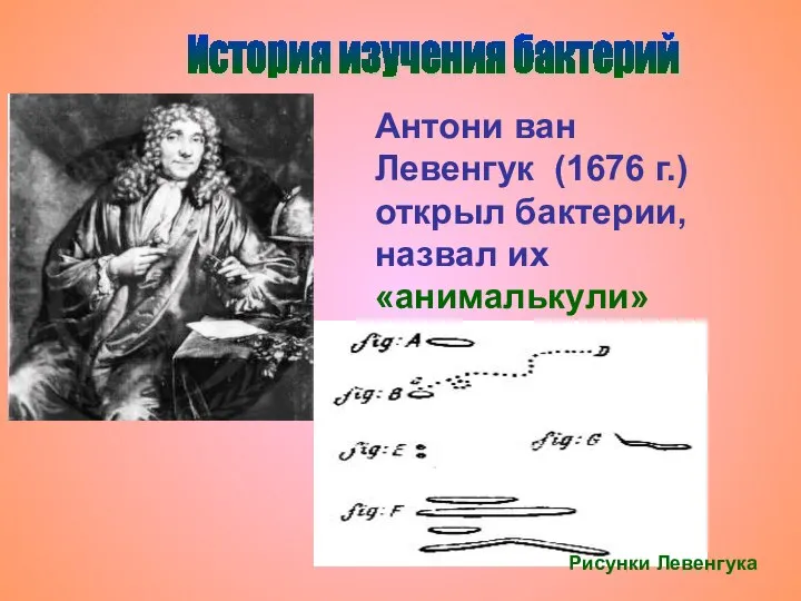 История изучения бактерий Рисунки Левенгука Антони ван Левенгук (1676 г.) открыл бактерии, назвал их «анималькули»