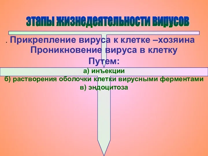 . Прикрепление вируса к клетке –хозяина этапы жизнедеятельности вирусов Проникновение вируса в