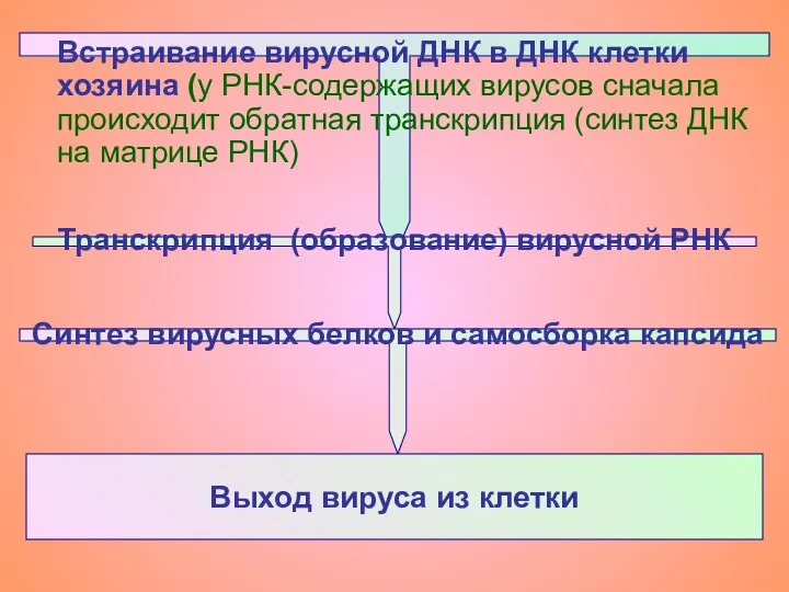 Встраивание вирусной ДНК в ДНК клетки хозяина (у РНК-содержащих вирусов сначала происходит