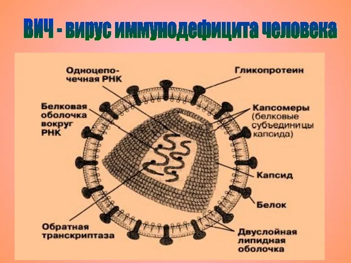 ВИЧ - вирус иммунодефицита человека