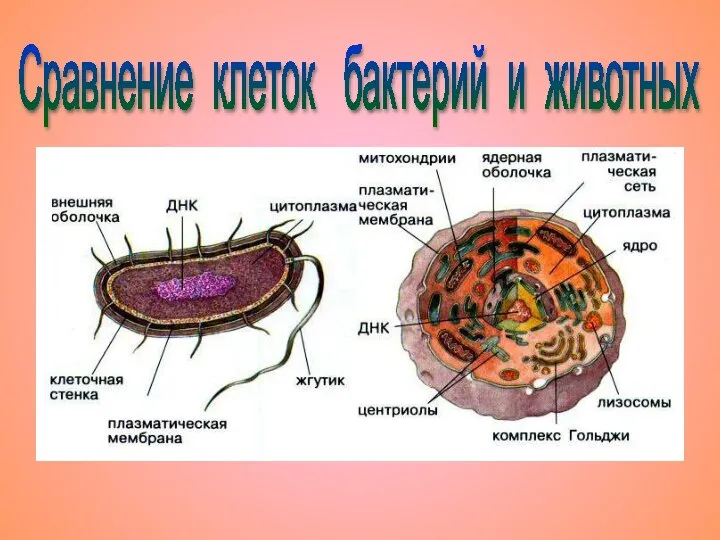 Сравнение клеток бактерий и животных