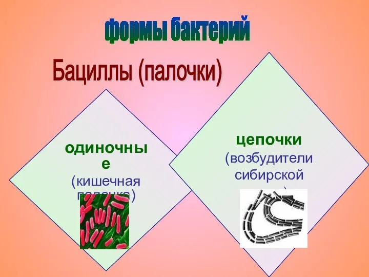 одиночные (кишечная палочка) формы бактерий Бациллы (палочки) цепочки (возбудители сибирской язвы)