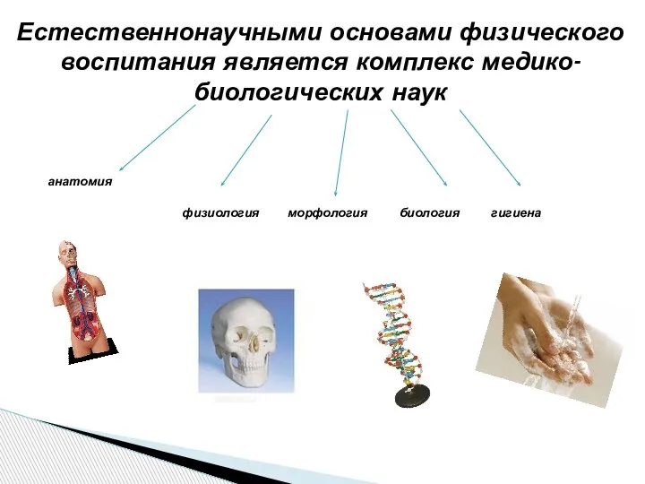 Естественнонаучными основами физического воспитания является комплекс медико-биологических наук анатомия физиология морфология биология гигиена