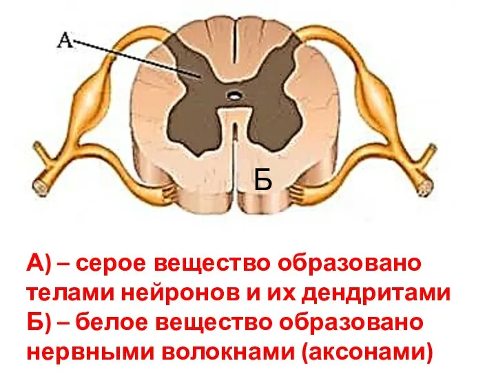 Б А) – серое вещество образовано телами нейронов и их дендритами Б)