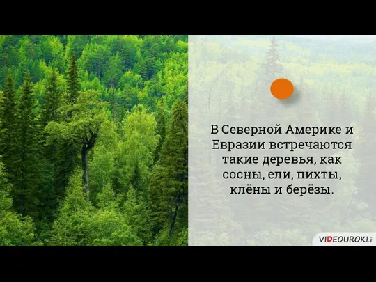 В Северной Америке и Евразии встречаются такие деревья, как сосны, ели, пихты, клёны и берёзы.