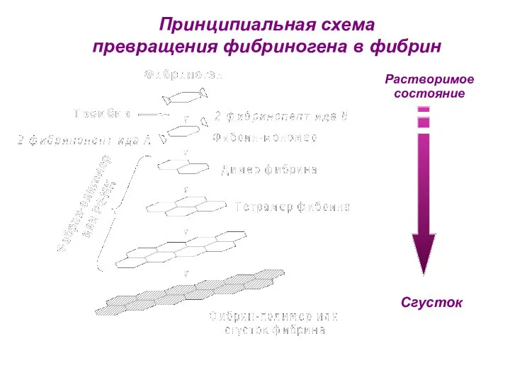 Принципиальная схема превращения фибриногена в фибрин Растворимое состояние Сгусток