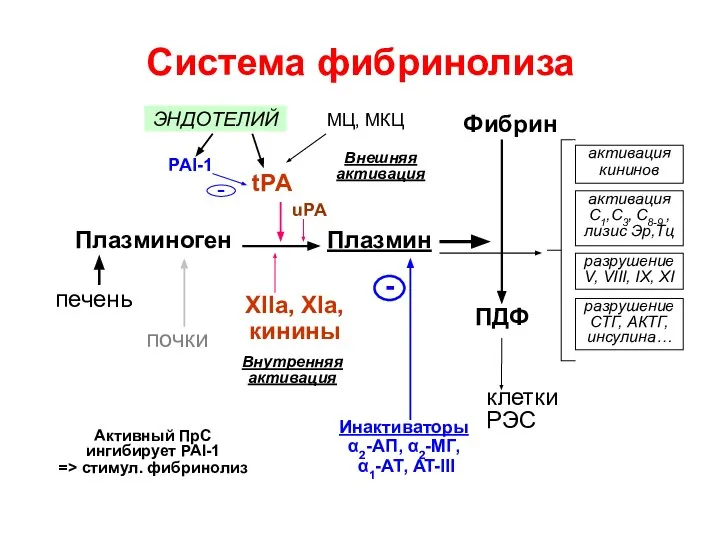 uPA - Система фибринолиза Плазминоген tPA XIIa, XIa, кинины Внутренняя активация Внешняя