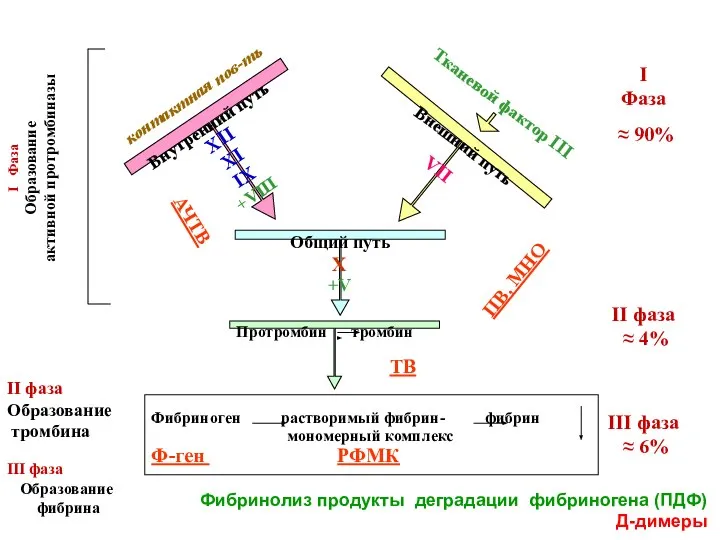 II фаза Образование тромбина III фаза Образование фибрина Фибринолиз продукты деградации фибриногена (ПДФ) Д-димеры