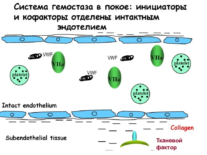 Тканевой фактор