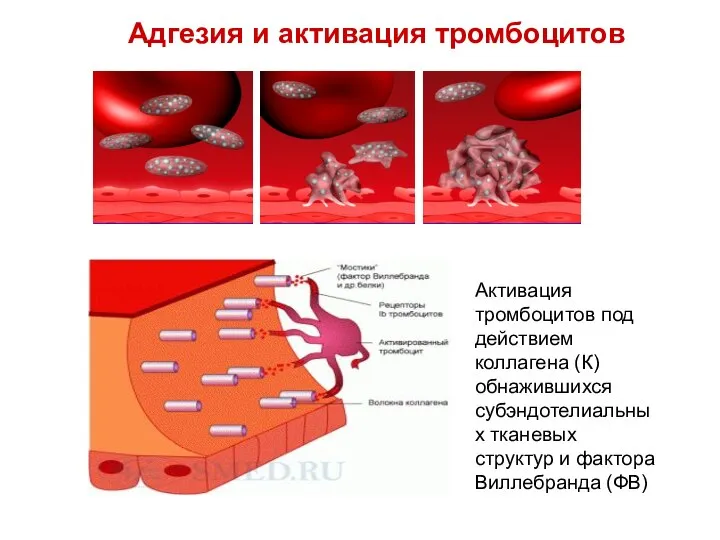 Адгезия и активация тромбоцитов Активация тромбоцитов под действием коллагена (К) обнажившихся субэндотелиальных