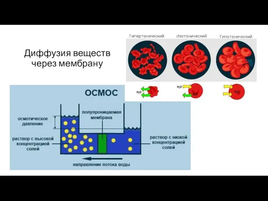 Диффузия веществ через мембрану