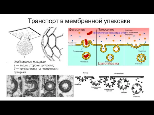 Транспорт в мембранной упаковке Окаймленные пузырьки а — вид со стороны цитозоля;