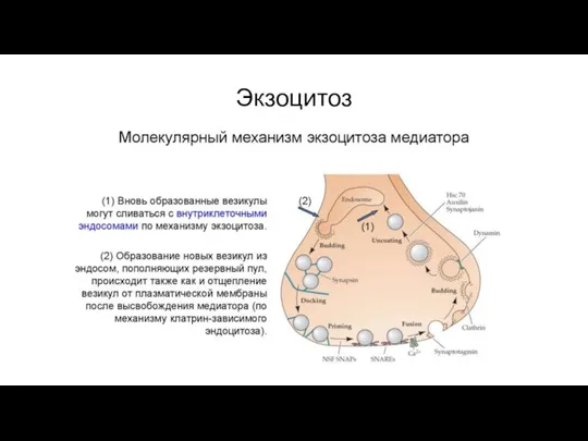 Экзоцитоз