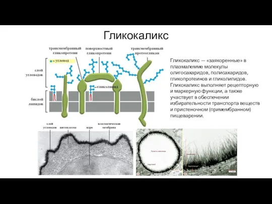 Гликокаликс Гликокаликс — «заякоренные» в плазмалемме молекулы олигосахаридов, полисахаридов, гликопротеинов и гликолипидов.