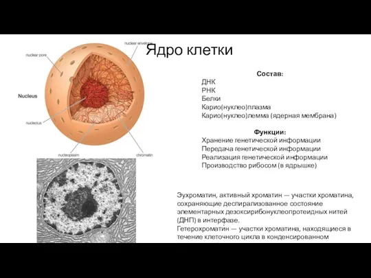 Ядро клетки Эухроматин, активный хроматин — участки хроматина, сохраняющие деспирализованное состояние элементарных