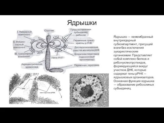 Ядрышки Я́дрышко — немембранный внутриядерный субкомпартмент, присущий всем без исключения эукариотическим организмам.