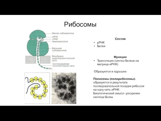 Рибосомы Состав рРНК Белки Функции Трансляция (синтез белков на матрице иРНК) Образуются