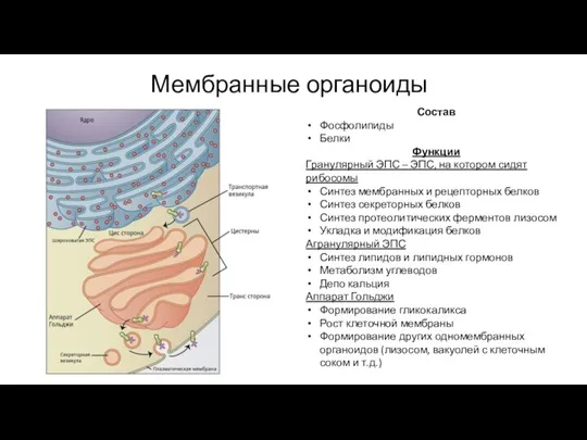 Мембранные органоиды Состав Фосфолипиды Белки Функции Гранулярный ЭПС – ЭПС, на котором