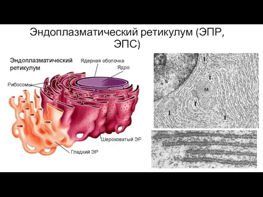 Эндоплазматический ретикулум (ЭПР, ЭПС)