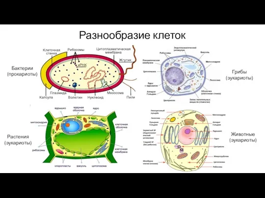 Разнообразие клеток Бактерии (прокариоты) Растения (эукариоты) Грибы (эукариоты) Животные (эукариоты)