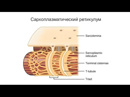 Саркоплазматический ретикулум