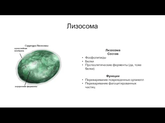 Лизосома Лизосома Состав Фосфолипиды Белки Протеолитические ферменты (да, тоже белки) Функции Переваривание