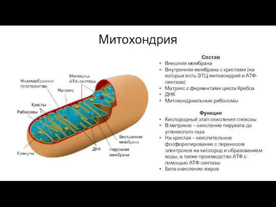 Митохондрия Состав Внешняя мембрана Внутренняя мембрана с кристами (на которых есть ЭТЦ