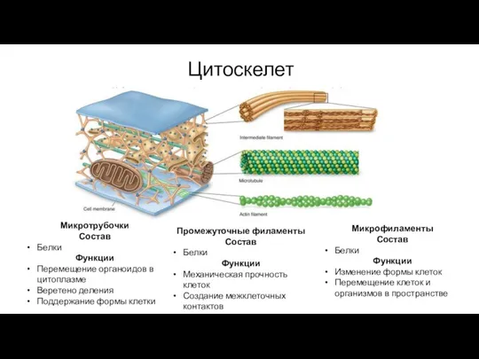 Цитоскелет Микротрубочки Состав Белки Функции Перемещение органоидов в цитоплазме Веретено деления Поддержание