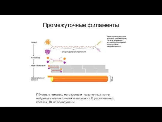 Промежуточные филаменты ПФ есть у нематод, моллюсков и позвоночных. но не найдены