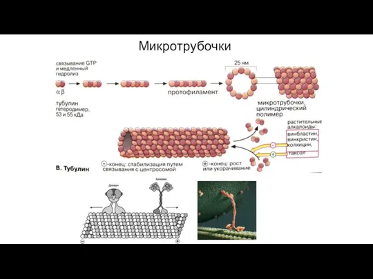 Микротрубочки