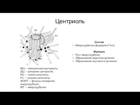 Центриоль МЦ — материнская центриоль; ДЦ — дочерние центриоли; НС — ножка