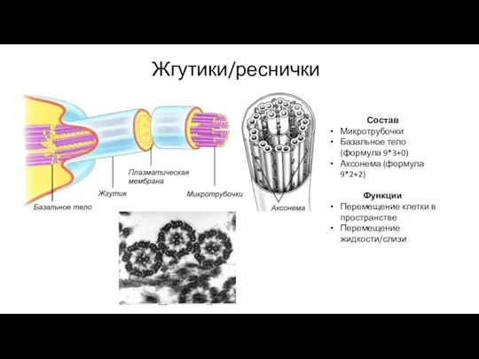 Жгутики/реснички Состав Микротрубочки Базальное тело (формула 9*3+0) Аксонема (формула 9*2+2) Функции Перемещение