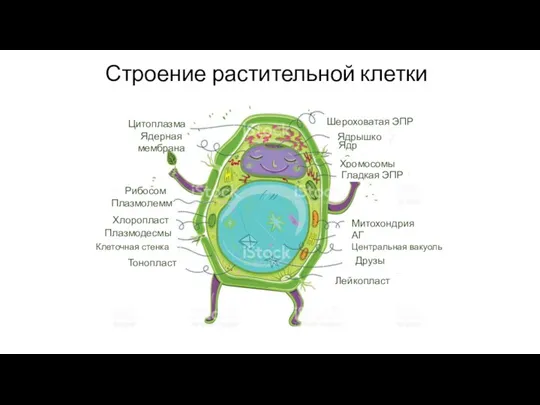 Строение растительной клетки