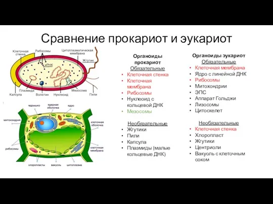 Сравнение прокариот и эукариот Органоиды прокариот Обязательные Клеточная стенка Клеточная мембрана Рибосомы