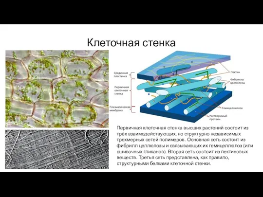 Клеточная стенка Первичная клеточная стенка высших растений состоит из трёх взаимодействующих, но