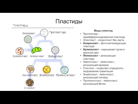 Пластиды Виды пластид Проплатида – недифференцированная пластида Этиопласт – хлоропласт без света